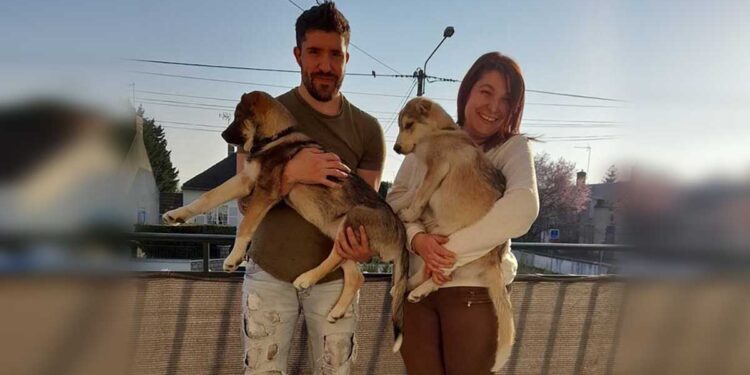 Bretagne couple adopte un chien et 45 minutes plus tard reviennent pour son petit frère aveugle