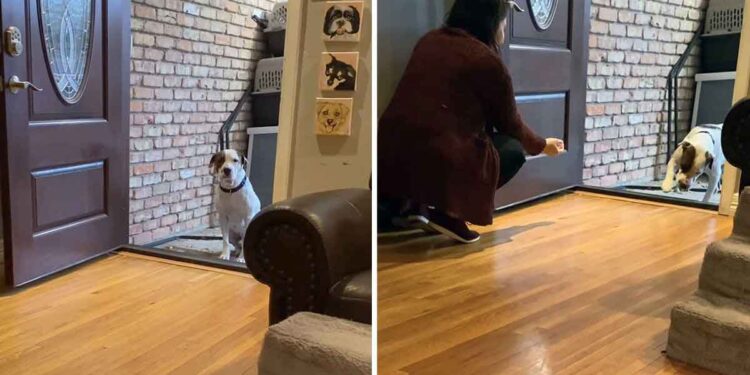 Chien qui vivait rue courage nouvelle maison