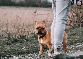 Comment choisir un chien par caractère. Parlons psychologie canine
