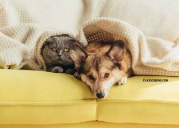 Comment faire en sorte chat et un chien s entendent