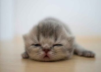 Comment nourrir un chaton nouveau-né