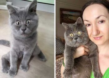 Fedya chat visage choqué