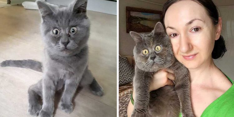 Fedya chat visage choqué