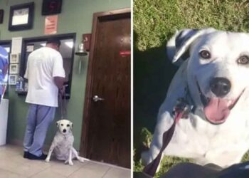 Jubilee chien abandonné refuge trop aimant