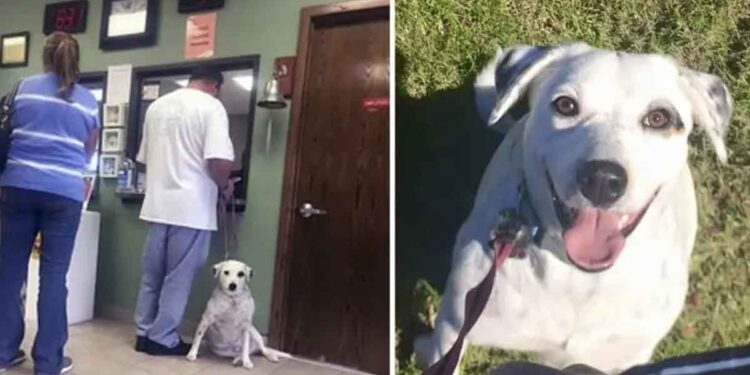 Jubilee chien abandonné refuge trop aimant