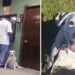 Un homme abandonne son chien au refuge parce qu'il est "trop affectueux" 9 Jubilee chien abandonné refuge trop aimant