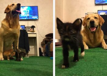 Labrador Billy sauve chatons abandonnés mort