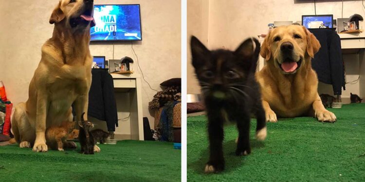 Labrador Billy sauve chatons abandonnés mort