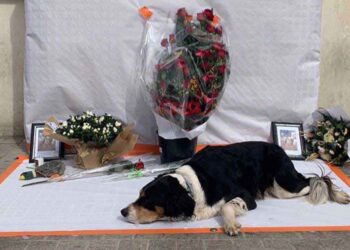 Lyon homme sans abri mort perdu chien