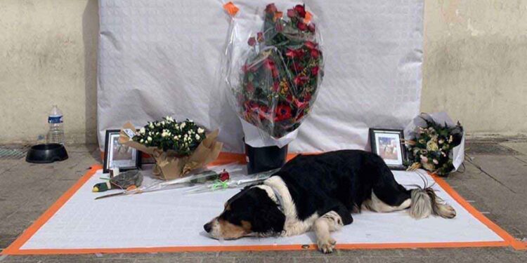 Lyon homme sans abri mort perdu chien