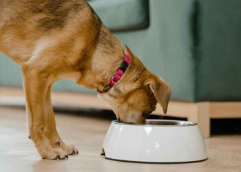 Nourrir les chiens. Recommandations et règles 14 Nourrir les chiens