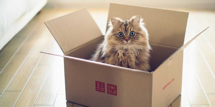 Pourquoi les chats aiment-ils autant les boîtes ? 1 Pourquoi les chats aiment les boîtes