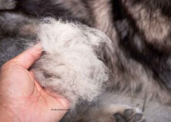 Pourquoi mon chien perd ses poils? 12 Pourquoi mon chien perd ses poils