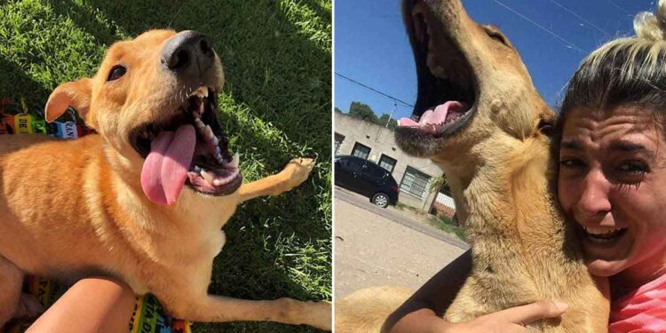 Retrouvailles émotionnelles femme chien perdu 3 mois