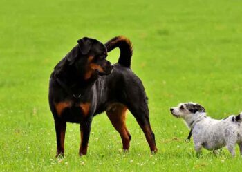 Rottweiler est il bon chien pour moi
