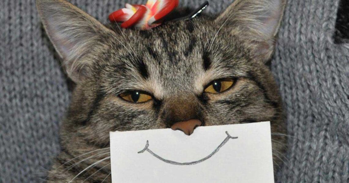 Signes chat heureux