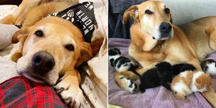 Un chien prend soin de chaque chaton sauvé en famille d'accueil 1 Un chien prend soin de chaque chaton sauvé en famille d accueil