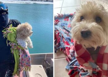 Un chiot sauvé rivière après 4 jours dans un froid glacial