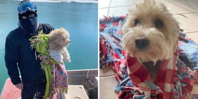 Un chiot sauvé rivière après 4 jours dans un froid glacial