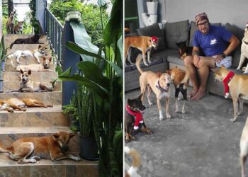 Un couple déménage sur une île et adopte 15 chiens sans abri