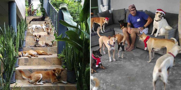 Un couple déménage sur une île et adopte 15 chiens sans abri