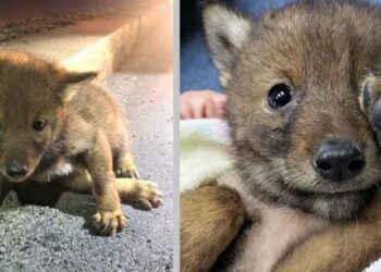 Un gentil policier va au-delà pour aider un petit coyote solitaire