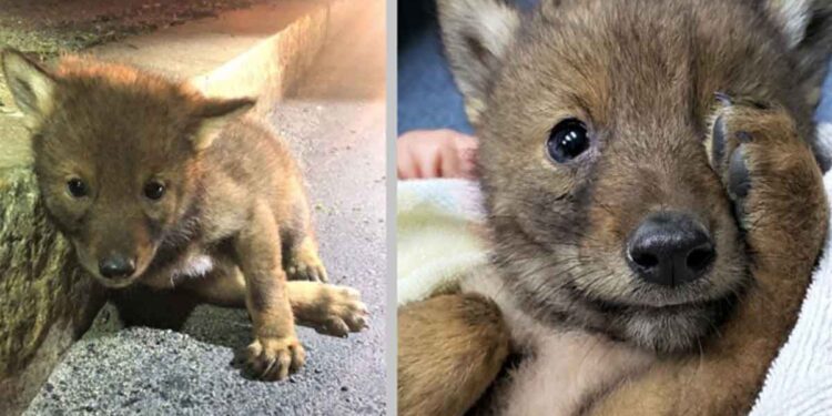 Un gentil policier va au-delà pour aider un petit coyote solitaire
