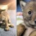 Un gentil policier va au-delà pour aider un petit coyote solitaire