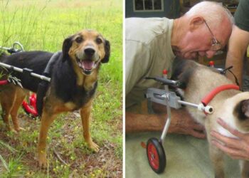 Un vétérinaire à la retraite de 92 ans consacre sa vie à fabriquer des fauteuils roulants pour les chiens handicapés