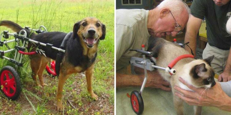 Un vétérinaire à la retraite de 92 ans consacre sa vie à fabriquer des fauteuils roulants pour les chiens handicapés