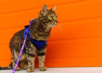 avantages marcher promenades chat domestique