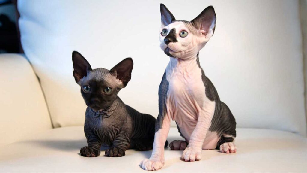 chat Bambino