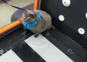 chat Cinder block obèse ennuyé se plaint physiothérapie