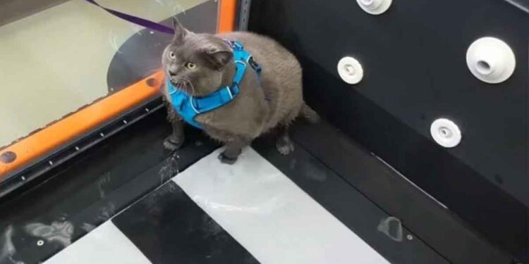 chat Cinder block obèse ennuyé se plaint physiothérapie