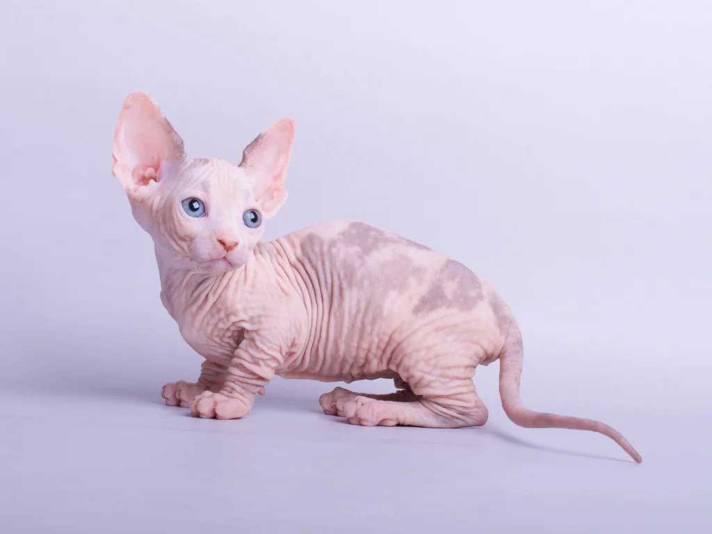chat Minskin
