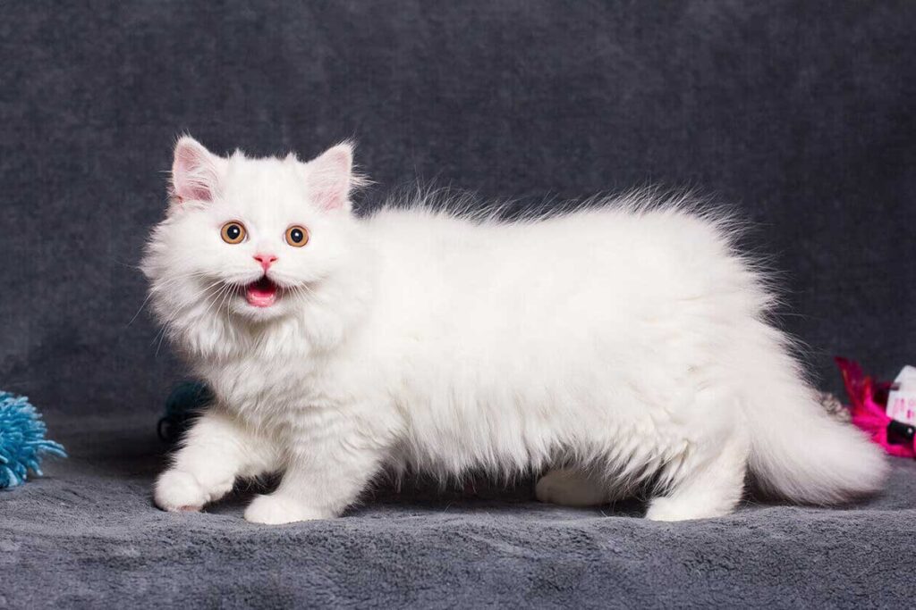 Chat Minuet – Napoléon