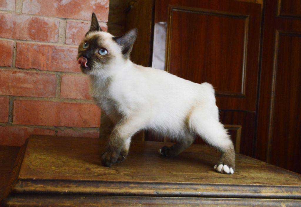 chat Scythe-Tai-don