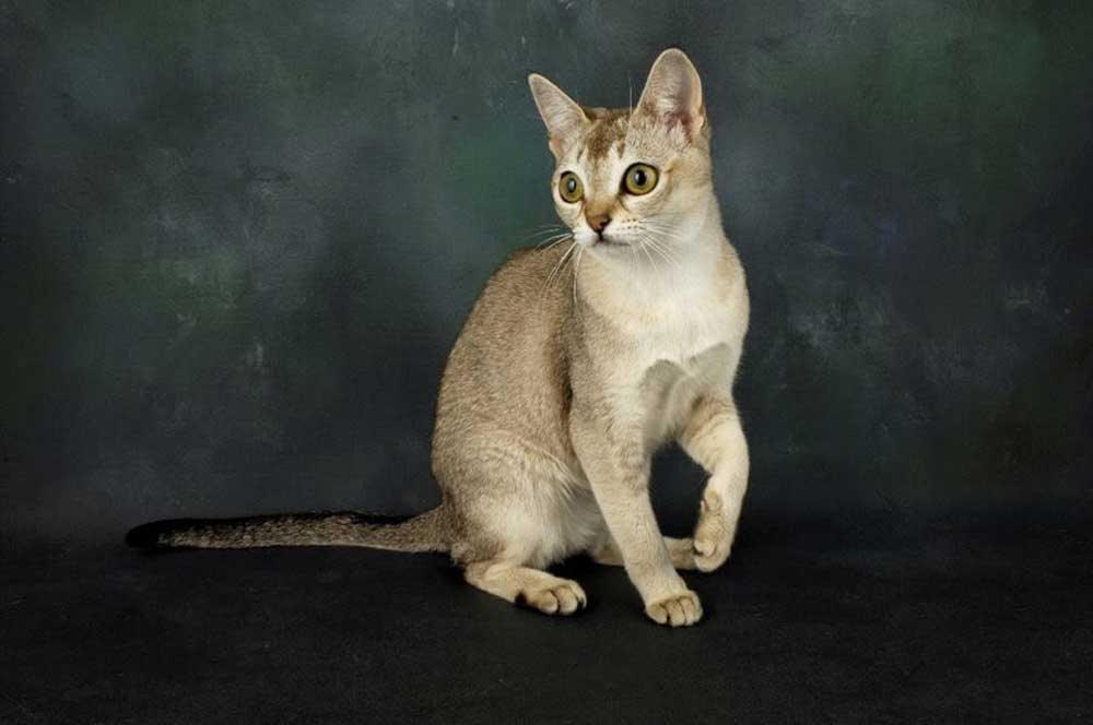 chat Singapura.
