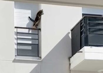 chat enfermé rebord fenêtre Orly