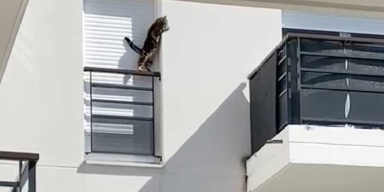 chat enfermé rebord fenêtre Orly