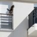 Orly: Ils enferment un chat sur un rebord de fenêtre pendant deux jours en guise de punition 4 chat enfermé rebord fenêtre Orly