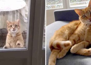 chat rend visite couple emménagé dans un appartement