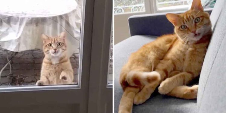 chat rend visite couple emménagé dans un appartement