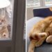 chat rend visite couple emménagé dans un appartement