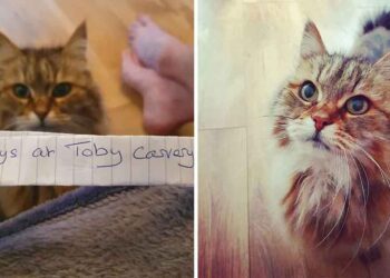 chat rentre note cou fréquente restaurant