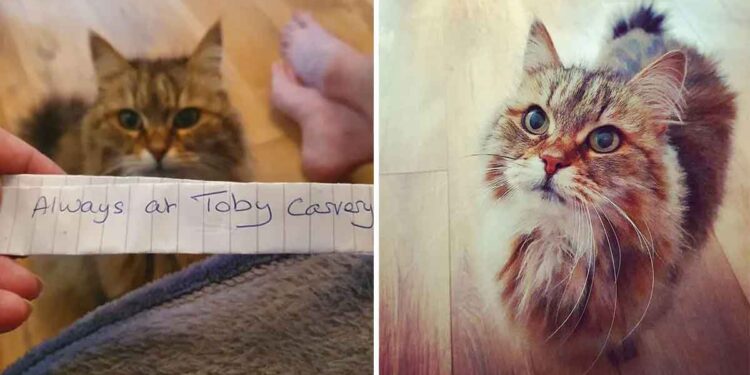 chat rentre note cou fréquente restaurant