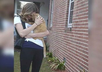 chat saute bras propriétaire disparu 536 jours