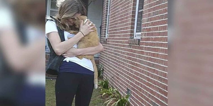 Un chat saute dans les bras de sa propriétaire après avoir disparu pendant 536 jours 1 chat saute bras propriétaire disparu 536 jours