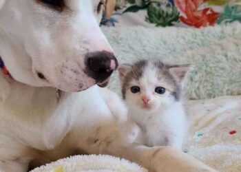 chaton apparaît jardin trouve compagnie ami chien