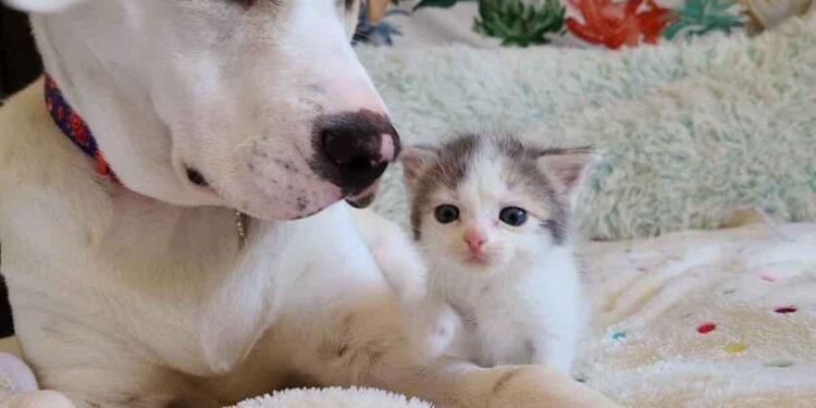 chaton apparaît jardin trouve compagnie ami chien